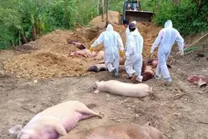 मिजोरम में फिर अफ्रीकी स्वाइन फ्लू फैला, 174 सूअरों की मौत
